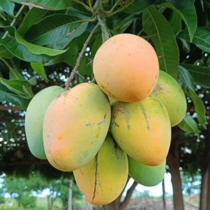 20 কেজি গোবিন্দভোগ আম 2700 টাকা