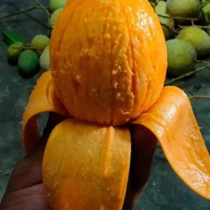 10 কেজি গোবিন্দভোগ আম 1390 টাকা
