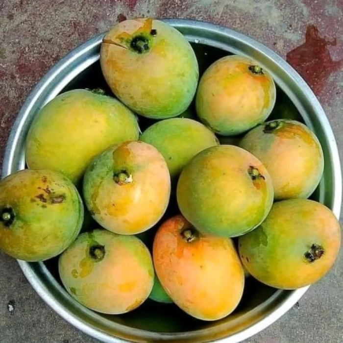 40 কেজি গোবিন্দভোগ আম 4800 টাকা