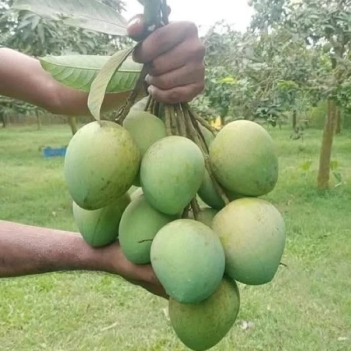 10 কেজি গোবিন্দভোগ আম 1390 টাকা