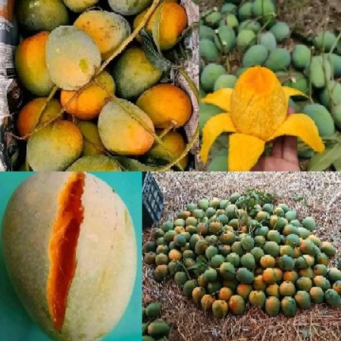 সাতক্ষীরার হিমসাগর আম (ফ্রি ডেলিভারি )
